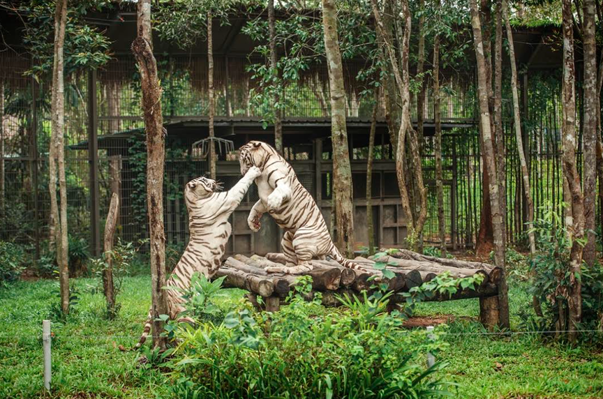 Nắm giữ “kỷ lục kép” thế giới - Vinpearl Safari Phú Quốc “khủng” cỡ nào? - Ảnh 4.