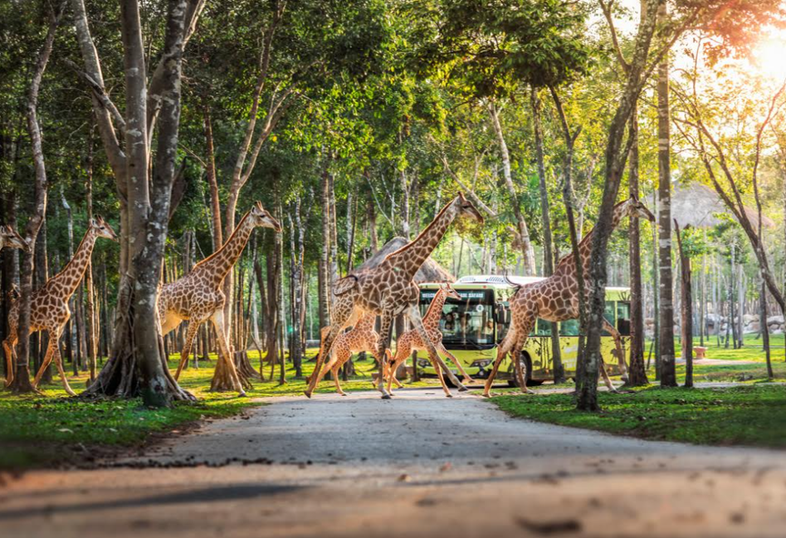 Nắm giữ “kỷ lục kép” thế giới - Vinpearl Safari Phú Quốc “khủng” cỡ nào? - Ảnh 5.