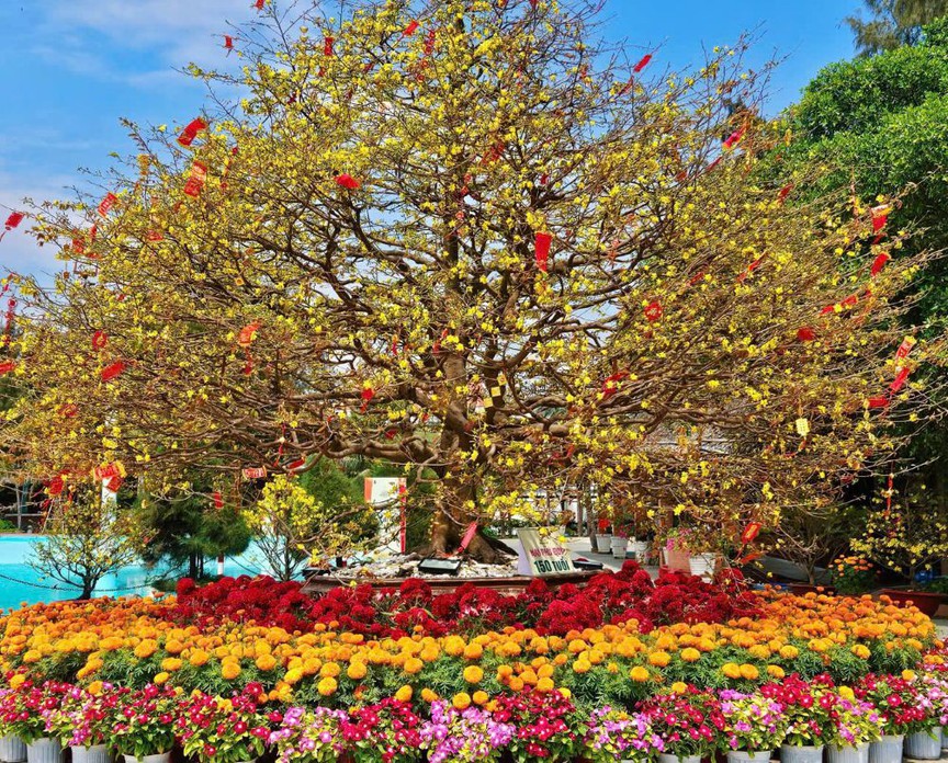 Nhìn lại 10 ngày náo nhiệt của lễ hội Xuân ven biển lớn nhất Đông Nam Bộ- Ảnh 4. Nhìn lại 10 ngày náo nhiệt của lễ hội Xuân ven biển lớn nhất Đông Nam Bộ- Ảnh 4.