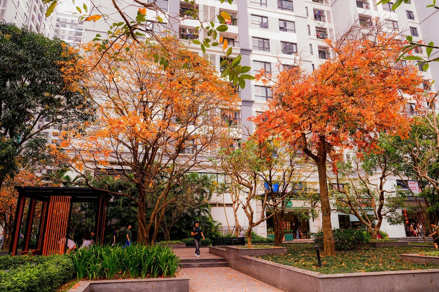 Hà Nội - Khúc giao mùa- Ảnh 8. Hà Nội - Khúc giao mùa- Ảnh 8.