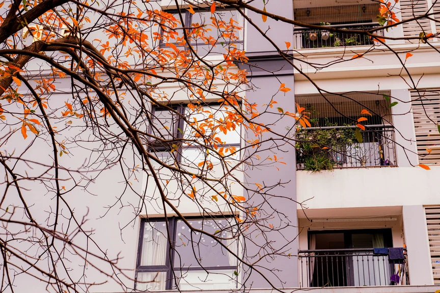 Hà Nội - Khúc giao mùa- Ảnh 11. Hà Nội - Khúc giao mùa- Ảnh 11.