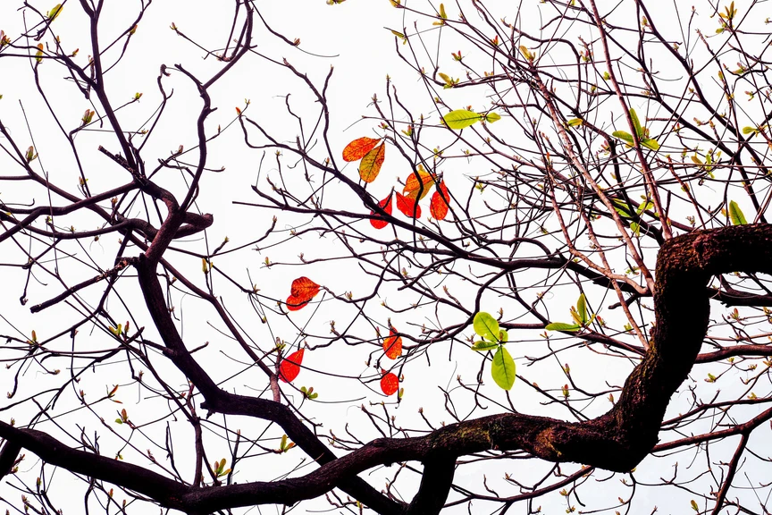 Hà Nội - Khúc giao mùa- Ảnh 13. Hà Nội - Khúc giao mùa- Ảnh 13.