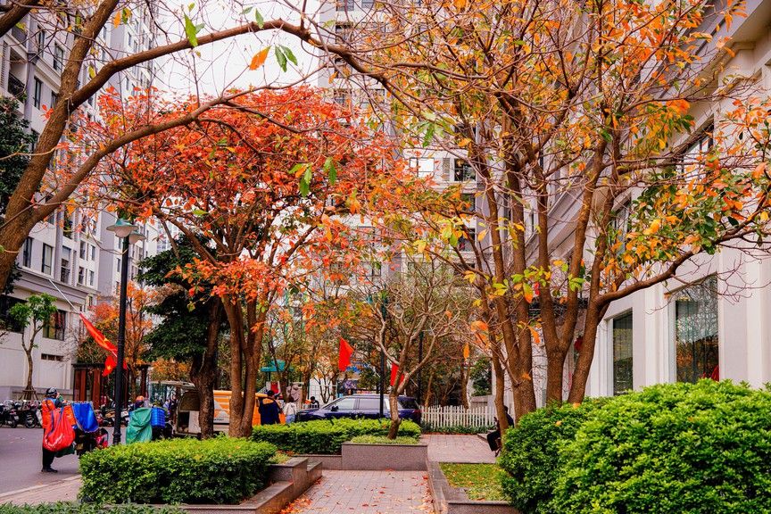 Hà Nội - Khúc giao mùa- Ảnh 6. Hà Nội - Khúc giao mùa- Ảnh 6.