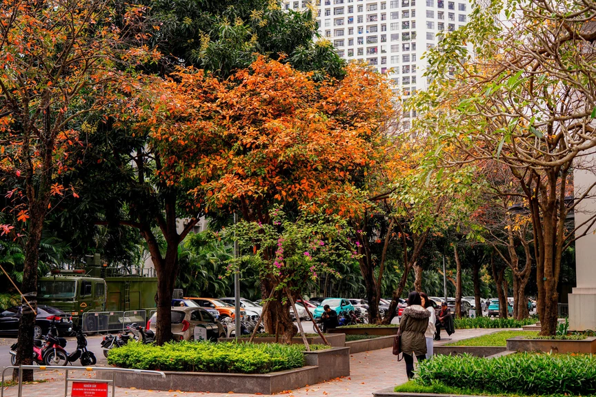 Hà Nội - Khúc giao mùa- Ảnh 7. Hà Nội - Khúc giao mùa- Ảnh 7.
