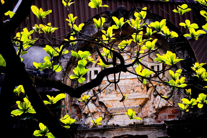 Hà Nội - Khúc giao mùa- Ảnh 22. Hà Nội - Khúc giao mùa- Ảnh 22.