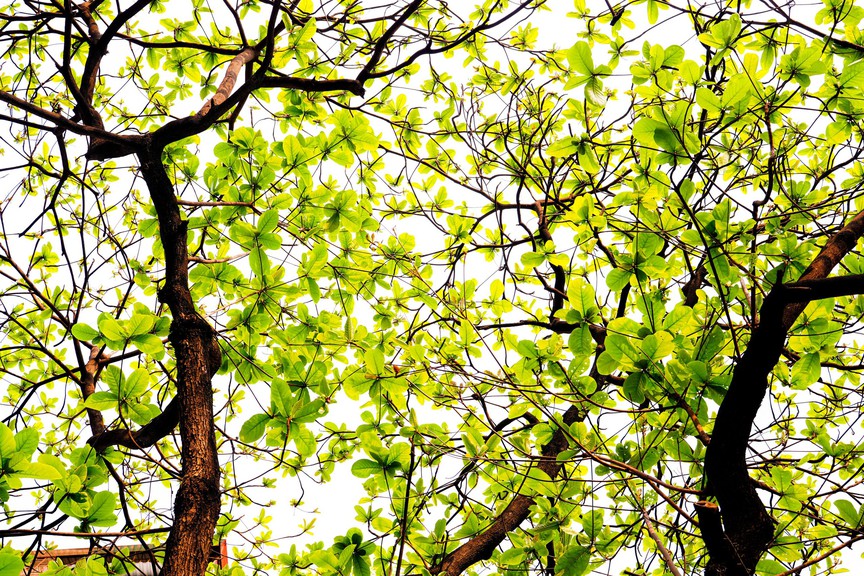 Hà Nội - Khúc giao mùa- Ảnh 4. Hà Nội - Khúc giao mùa- Ảnh 4.