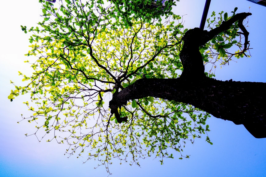 Hà Nội - Khúc giao mùa- Ảnh 29. Hà Nội - Khúc giao mùa- Ảnh 29.