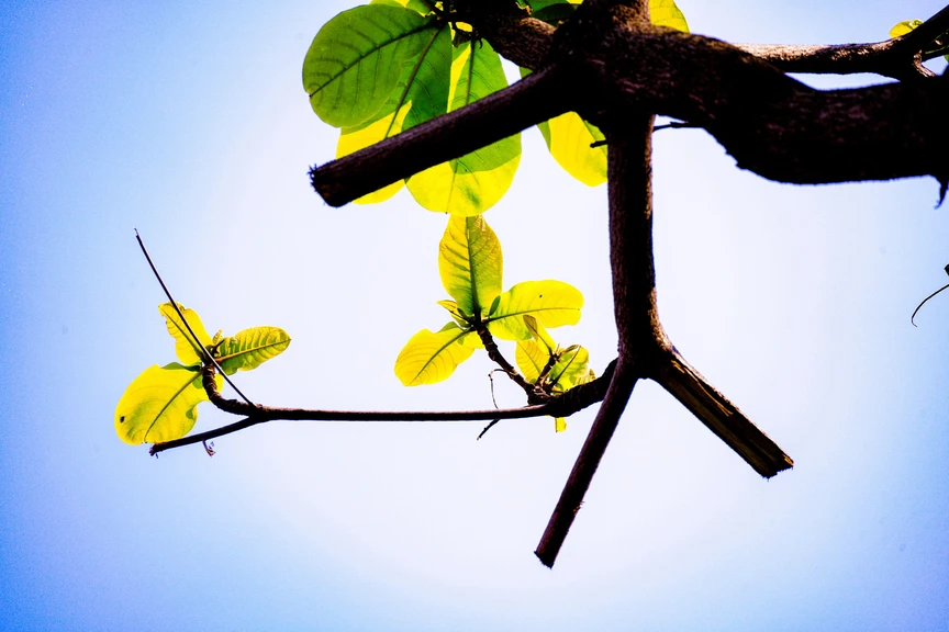 Hà Nội - Khúc giao mùa- Ảnh 21. Hà Nội - Khúc giao mùa- Ảnh 21.