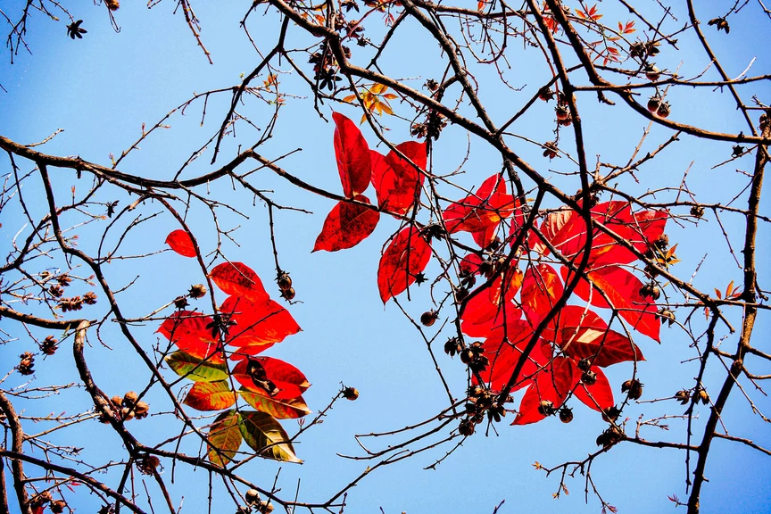 Hà Nội - Khúc giao mùa- Ảnh 14. Hà Nội - Khúc giao mùa- Ảnh 14.