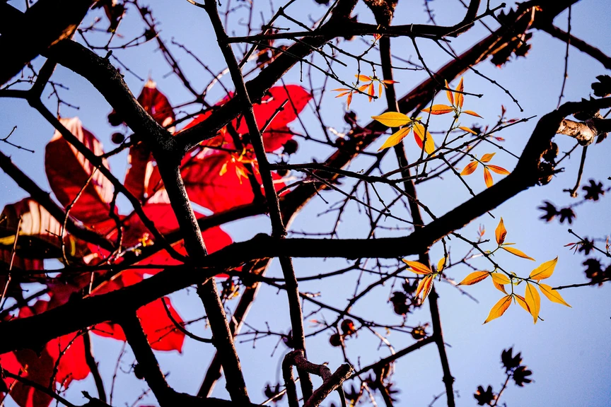 Hà Nội - Khúc giao mùa- Ảnh 15. Hà Nội - Khúc giao mùa- Ảnh 15.