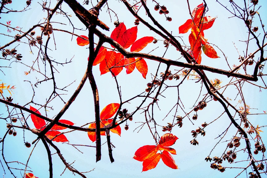 Hà Nội - Khúc giao mùa- Ảnh 1. Hà Nội - Khúc giao mùa- Ảnh 1.