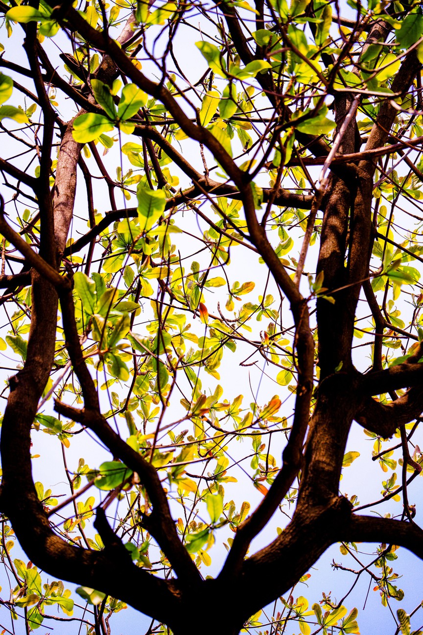 Hà Nội - Khúc giao mùa- Ảnh 25. Hà Nội - Khúc giao mùa- Ảnh 25.