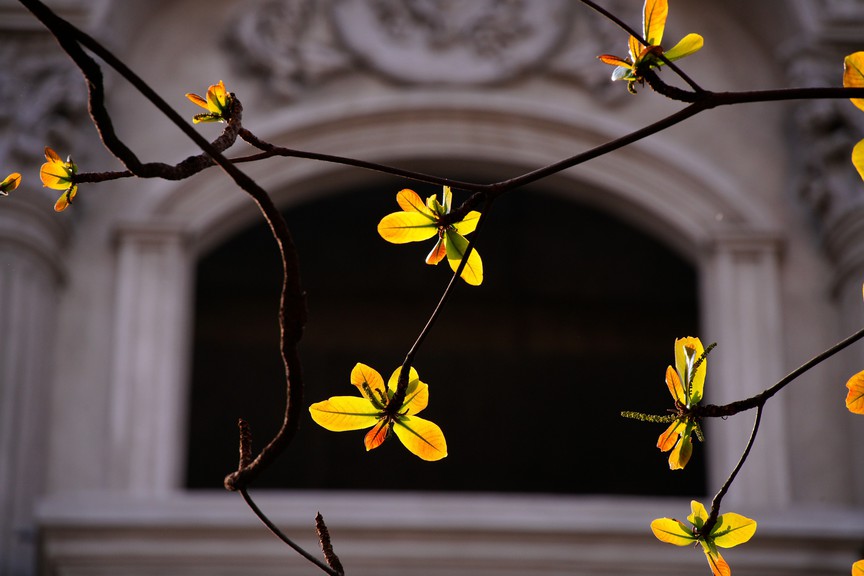 Hà Nội - Khúc giao mùa- Ảnh 24. Hà Nội - Khúc giao mùa- Ảnh 24.