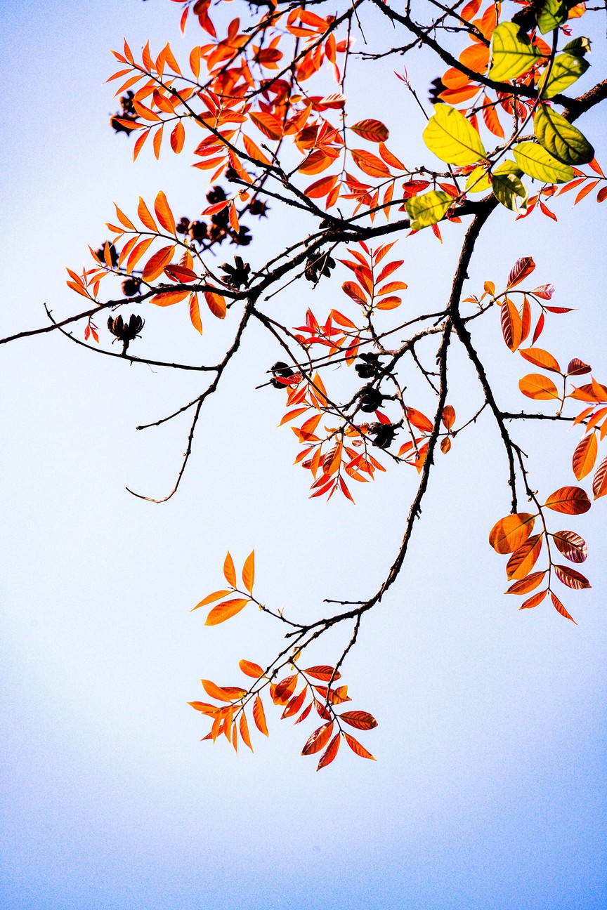 Hà Nội - Khúc giao mùa- Ảnh 19. Hà Nội - Khúc giao mùa- Ảnh 19.