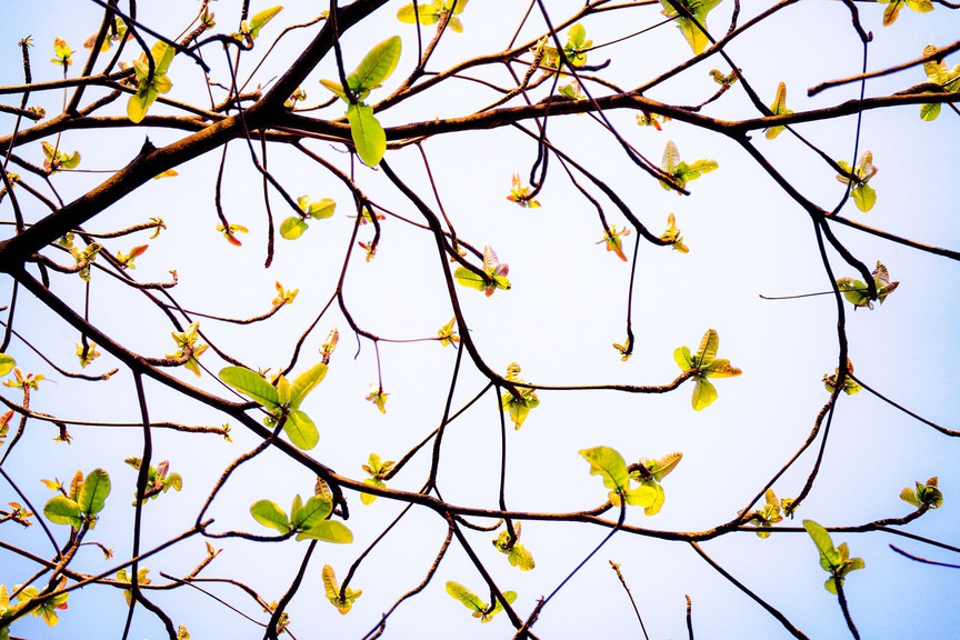 Hà Nội - Khúc giao mùa- Ảnh 26. Hà Nội - Khúc giao mùa- Ảnh 26.