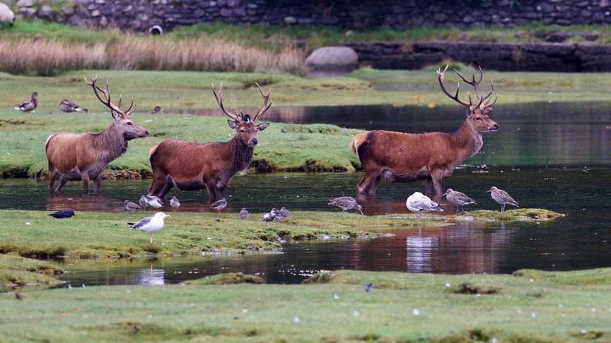 "Không xe cộ, bãi biển hoang sơ và nơi những loài chim biển ngự trị": Những hòn đảo nghỉ dưỡng được yêu thích ở châu Âu- Ảnh 10. "Không xe cộ, bãi biển hoang sơ và nơi những loài chim biển ngự trị": Những hòn đảo nghỉ dưỡng được yêu thích ở châu Âu- Ảnh 10.