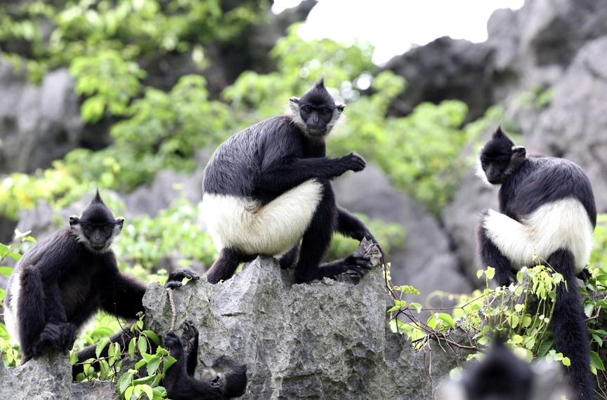 Việt Nam sắp có thêm di sản thế giới được UNESCO công nhận, quy mô khoảng 11.000ha- Ảnh 1.