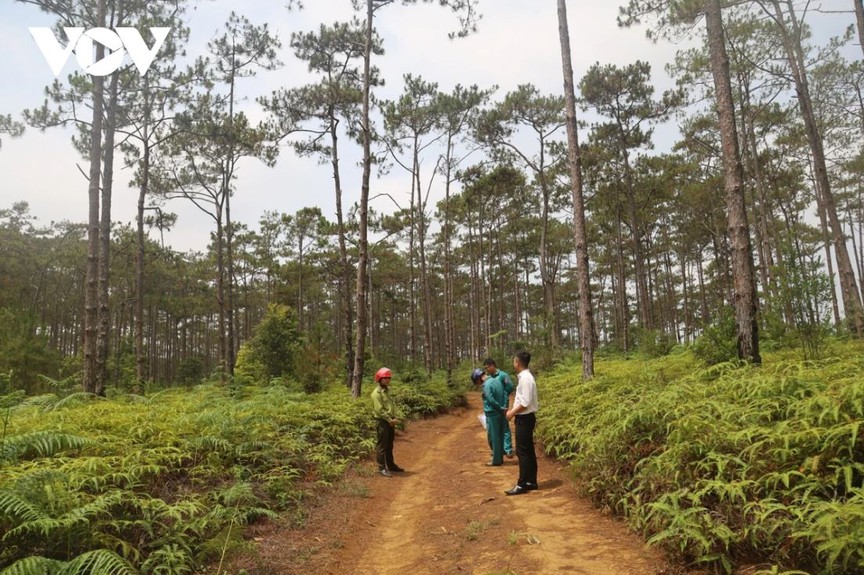 'Đà Lạt thứ 2' của Tây Nguyên sẽ chuyển gần 83ha rừng để làm khu đô thị 7.000 tỷ- Ảnh 1.