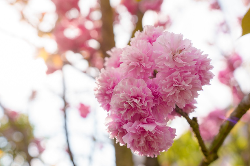 Ngỡ ngàng sắc hồng Anh đào kép phủ kín Fansipan tháng 4- Ảnh 2.