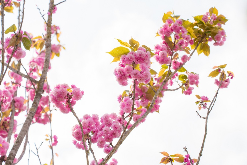 Ngỡ ngàng sắc hồng Anh đào kép phủ kín Fansipan tháng 4- Ảnh 4.