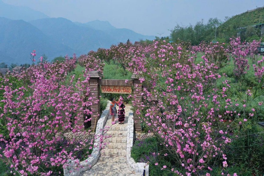 Ngỡ ngàng sắc hồng Anh đào kép phủ kín Fansipan tháng 4- Ảnh 1.