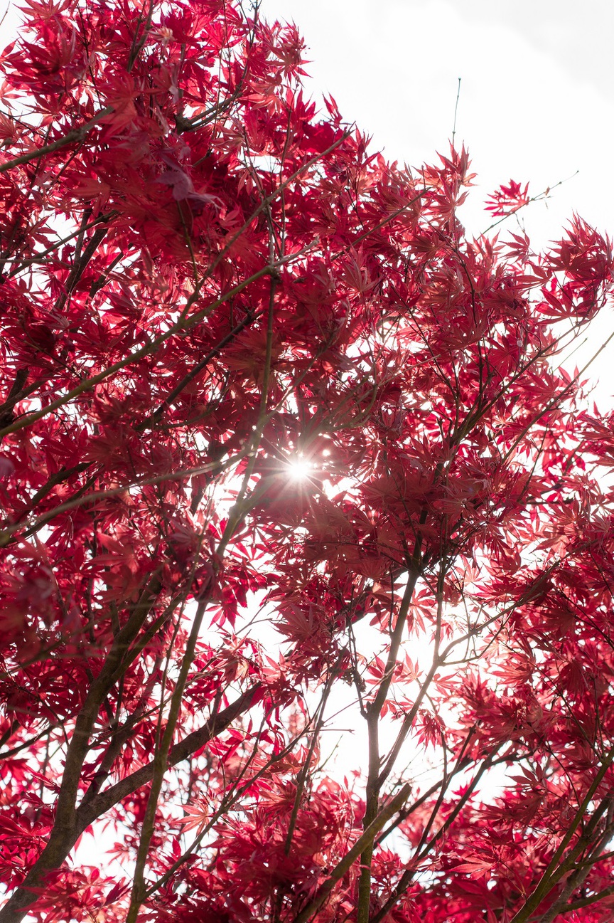 Ngỡ ngàng sắc hồng Anh đào kép phủ kín Fansipan tháng 4- Ảnh 5.