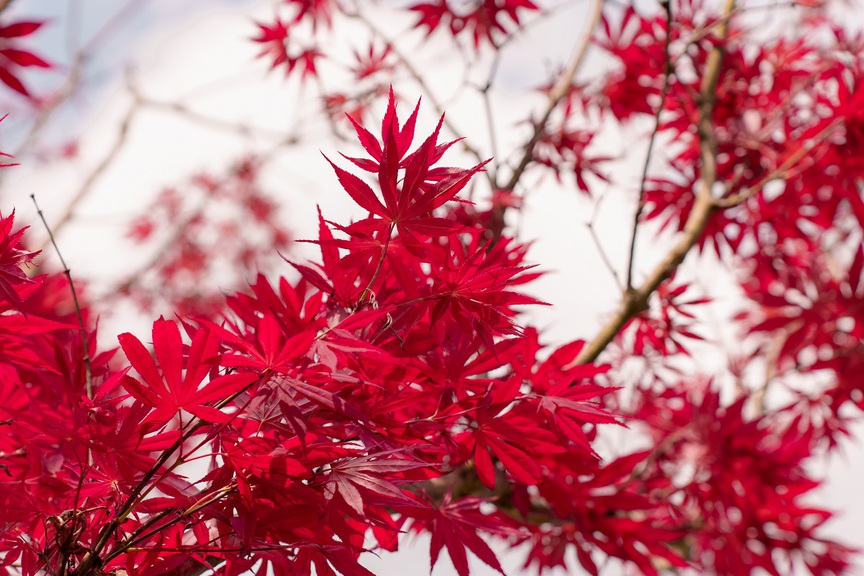 Ngỡ ngàng sắc hồng Anh đào kép phủ kín Fansipan tháng 4- Ảnh 3.