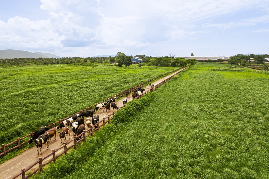 “Không ngừng nâng chuẩn, làm đến tận cùng” - một nguyên tắc xuyên suốt 50 năm của Vinamilk - Ảnh 2.