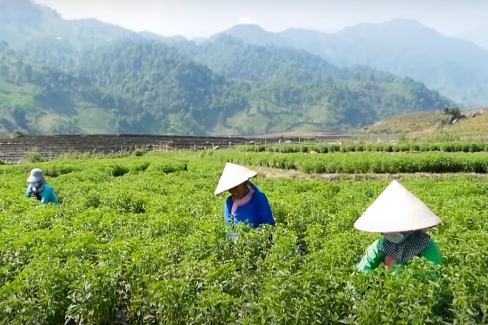 Lào Cai chuyển đổi trên 200 ha cây trồng trên đất trồng lúa trong năm 2023