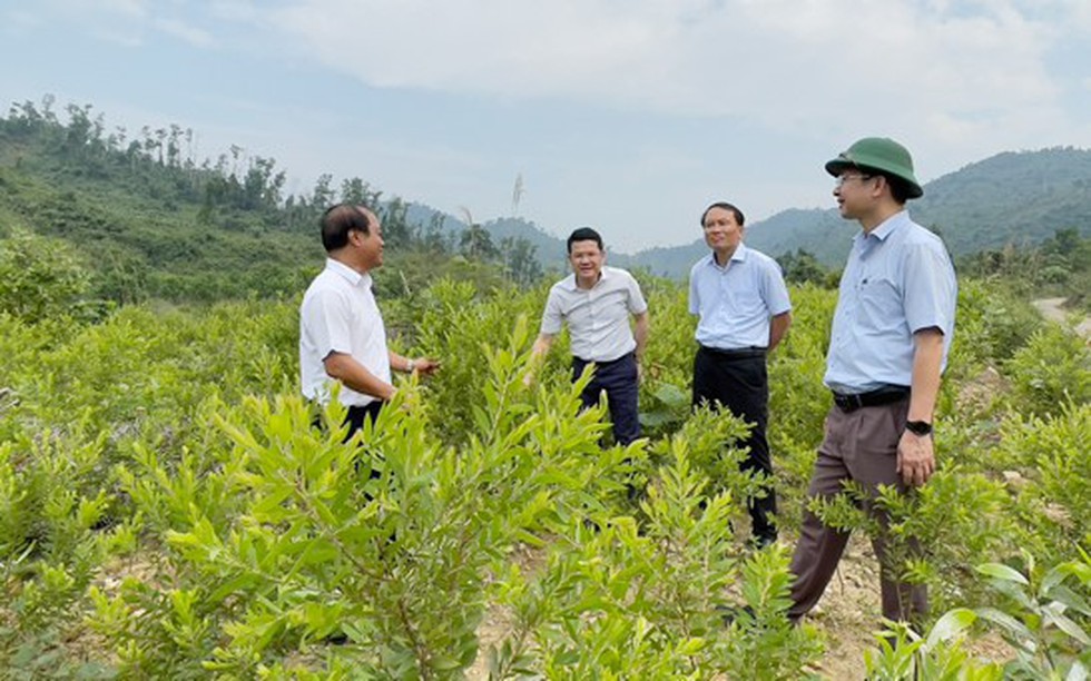 Thừa Thiên Huế: Phát triển rừng trồng bản địa góp phần hạn chế được nhiều loại hình thiên tai