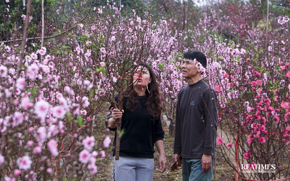 Ngắm vườn đào Nhật Tân – Phú Thượng rực rỡ khoe sắc ngày giáp Tết
