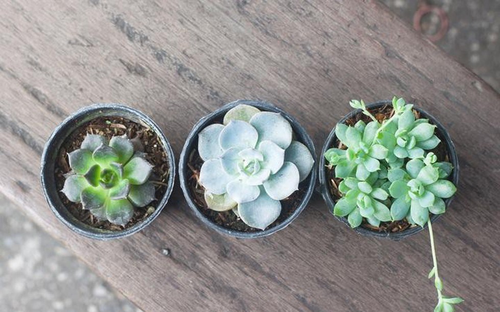 Sen đá hợp mệnh gì? Bật mí cách chọn sen đá phong thủy mang lại may mắn và tài lộc