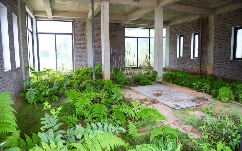 Cỏ dại mọc trong biệt thự, nhà phố không người tại khu đô thị Legacy Hill Hòa Bình