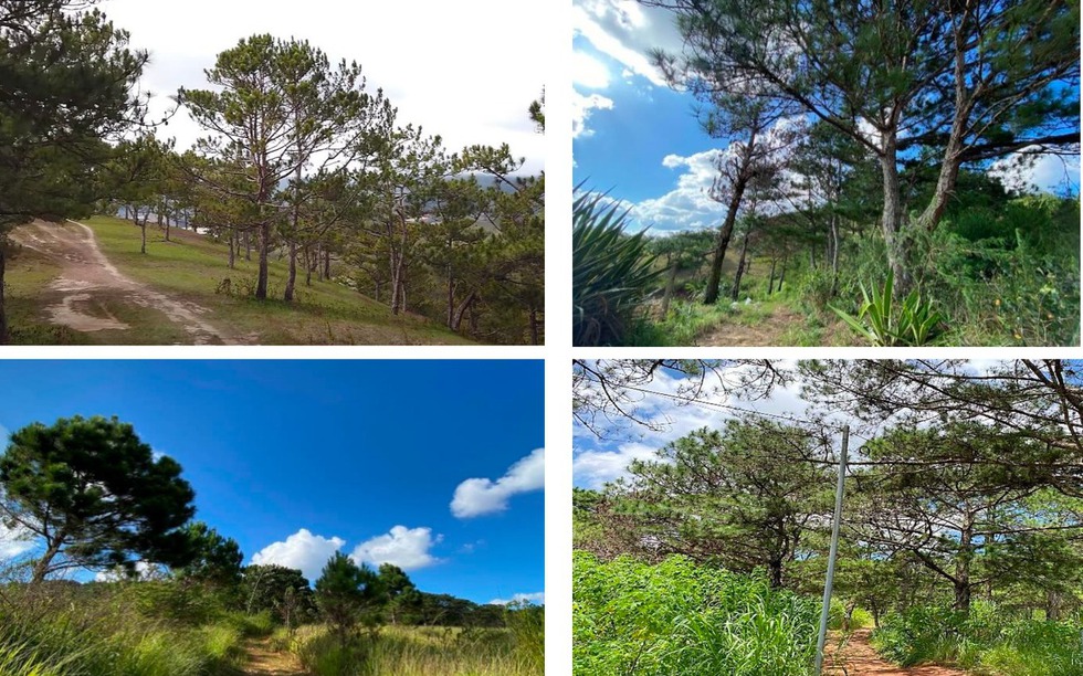 Đề xuất lấy gần 65ha rừng phòng hộ để xây dựng dự án quy mô 6.500 người ở 'thành phố ngàn hoa' 