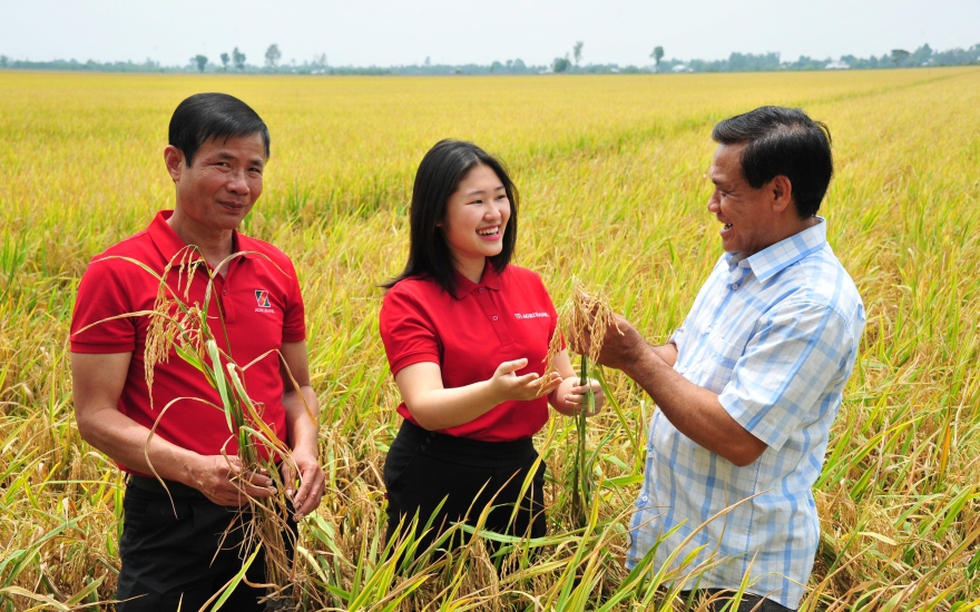 Lợi kép từ Đề án 1 triệu héc-ta lúa phát thải thấp