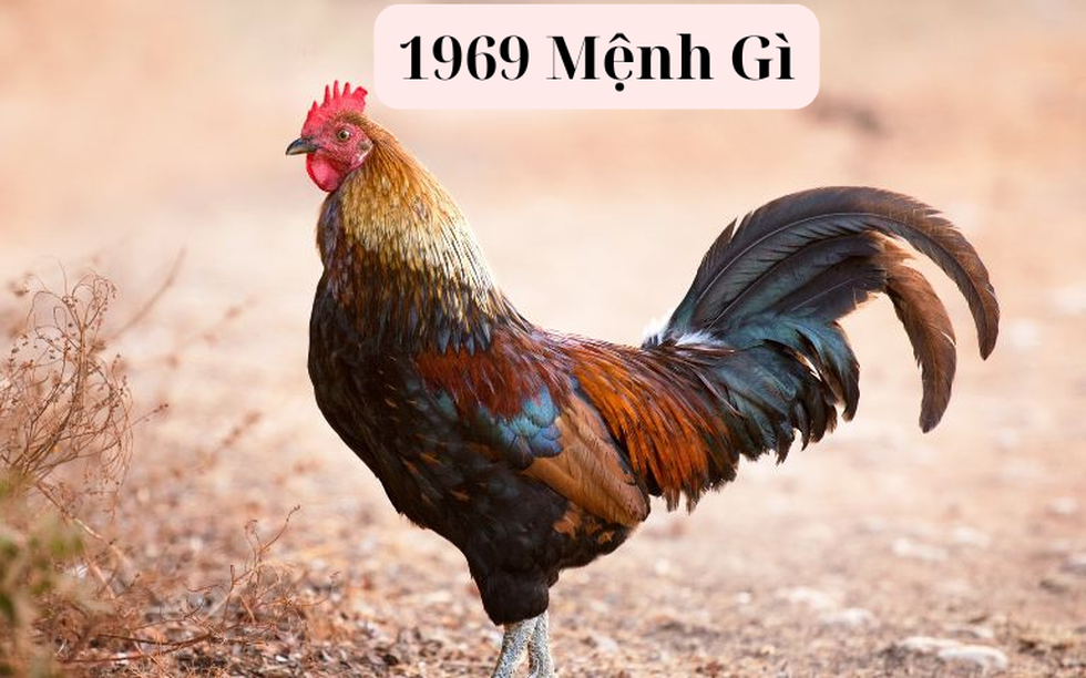 1969 mệnh gì? Khám phá màu hợp, hướng nhà tốt và tử vi 2025