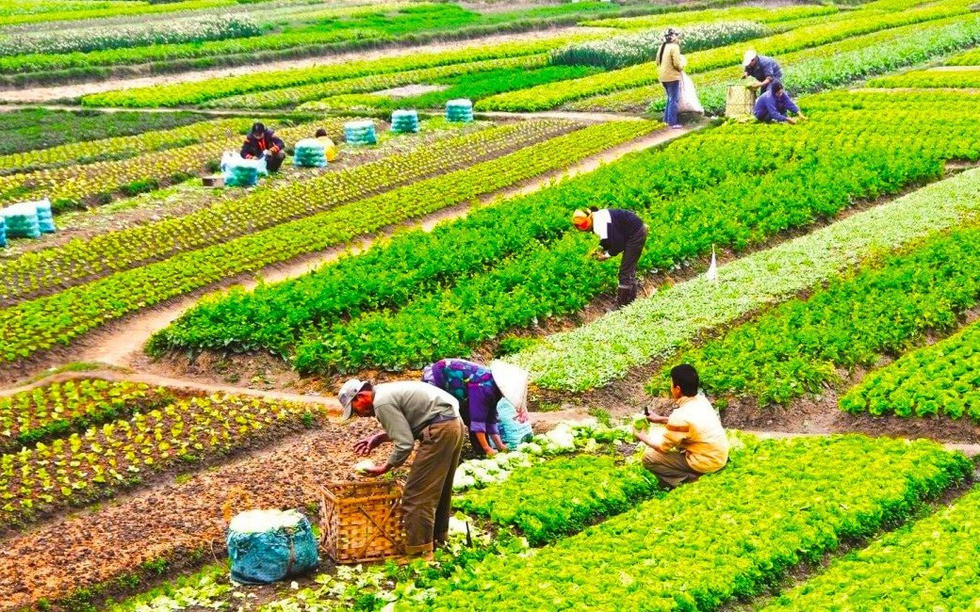 Từ giờ, chuyển đổi quyền sử dụng đất nông nghiệp có phải nộp thuế TNCN và lệ phí trước bạ không?