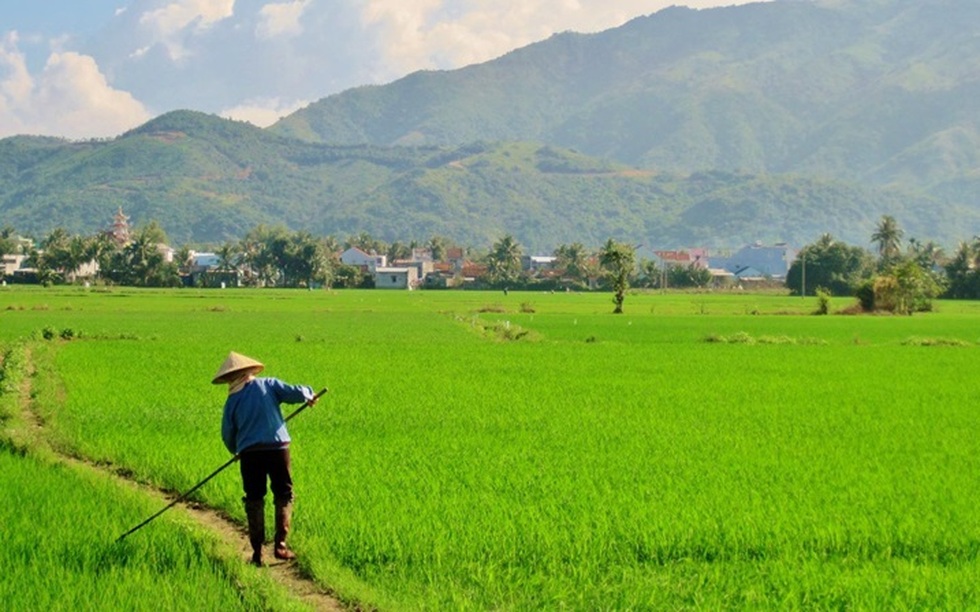 Đất ruộng có sổ đỏ không? Thủ tục làm sổ đỏ đất ruộng mới nhất