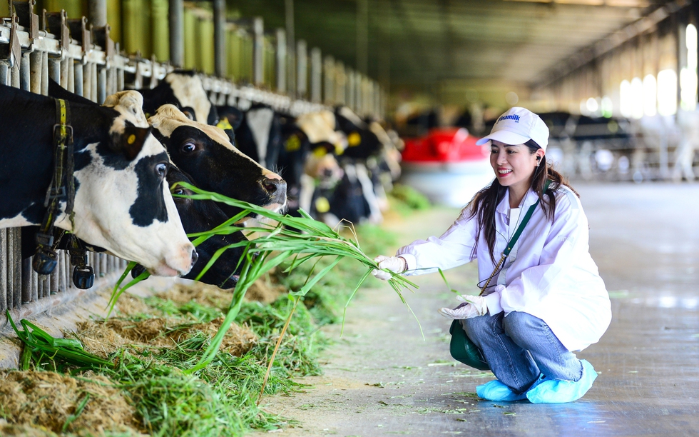 Trang trại Vinamilk Green Farm dưới lăng kính phát triển bền vững có gì đặc biệt?