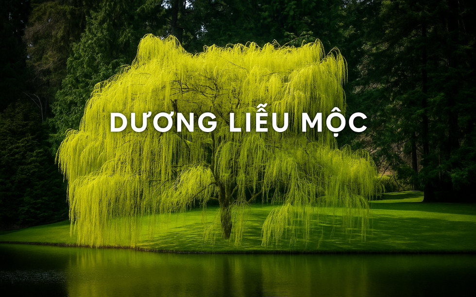 Dương Liễu Mộc: Những điều cần biết để thu hút may mắn và tài lộc