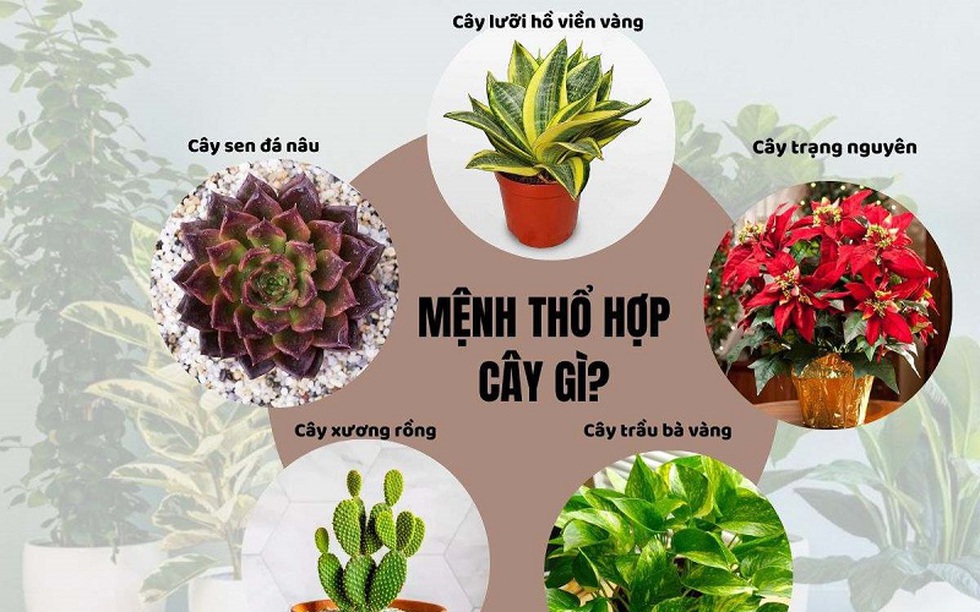 Người mệnh Thổ nên trồng cây gì trong nhà để xua đuổi tà khí, rước đón tài lộc?
