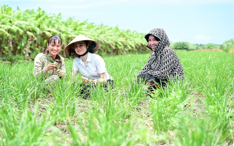 Nông dân An Giang trồng loại rau dân dã trên bờ bao hoang hóa, cứ 3 ngày 'hái tiền' một lần, lãi cả trăm triệu mỗi năm