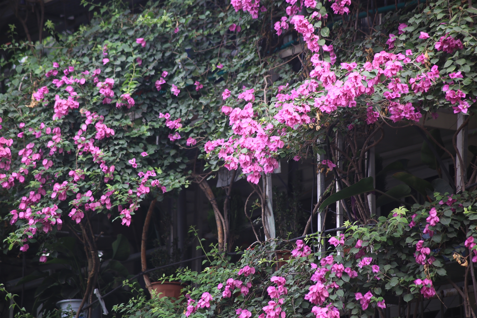 Cận cảnh ngôi nhà 5 tầng phủ kín hoa giấy giữa Hà Nội khiến nhiều người mê mẩn