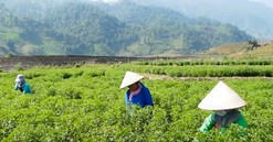 Lào Cai chuyển đổi trên 200 ha cây trồng trên đất trồng lúa trong năm 2023