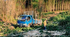 Hà Tĩnh: CTCP Gỗ MDF Thanh Thành Đạt chưa ký liên kết sản xuất và tiêu thụ keo tràm trên địa bàn huyện Hương Khê