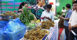 Quảng Nam: Định hướng đến 2035 sẽ trồng 10.000ha Sâm Ngọc Linh