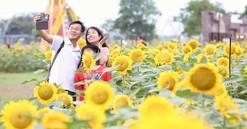 Khai mạc lễ hội hoa hướng dương với chuỗi sự kiện lớn nhất trong năm tại Van Phuc City