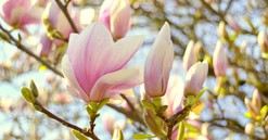 Ngoài đào, lê, mận, Việt Nam còn một loài hoa năm nào cũng được nhiều người săn lùng để trưng Tết