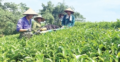 Phú Thọ: Đảm bảo đất ở, đất sản xuất cho đồng bào dân tộc thiểu số