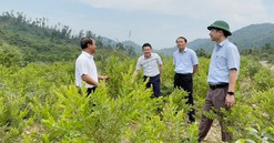 Thừa Thiên Huế: Phát triển rừng trồng bản địa góp phần hạn chế được nhiều loại hình thiên tai